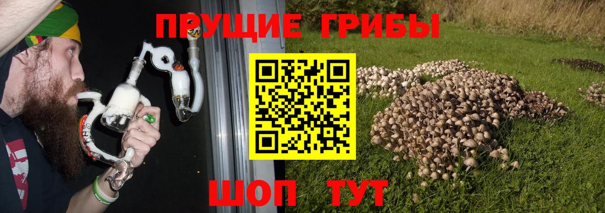 Псилоцибиновые грибы Cubensis  Вход с VPN  Архангельск  Галлюциногенные грибы мухоморы 